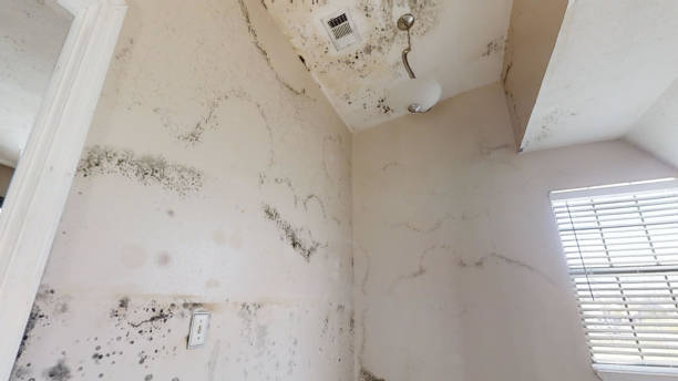 Asbestos and Lead Testing During Mold Inspection in Citrus Hills, FL