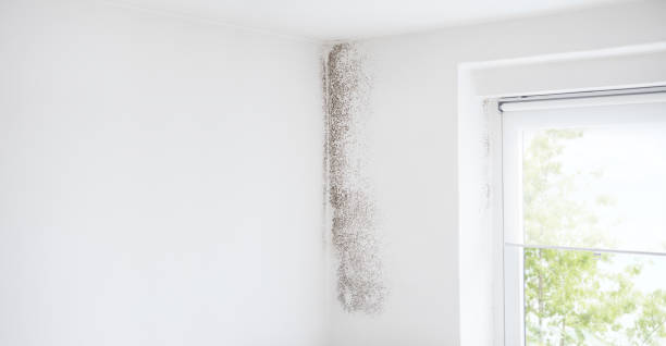 Best Mold-Related Health Consultation  in Citrus Hills, FL