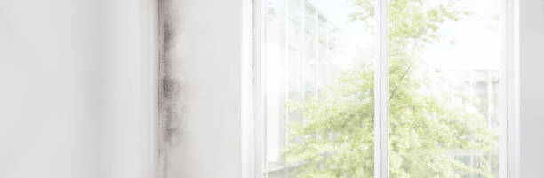 Best Commercial Mold Inspection  in Citrus Hills, FL