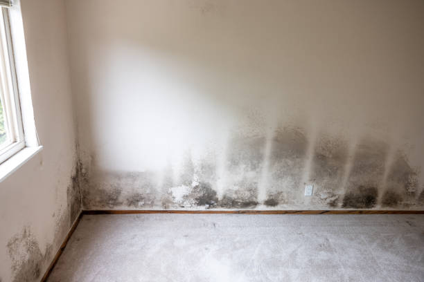 Best Forensic Mold Investigation  in Citrus Hills, FL