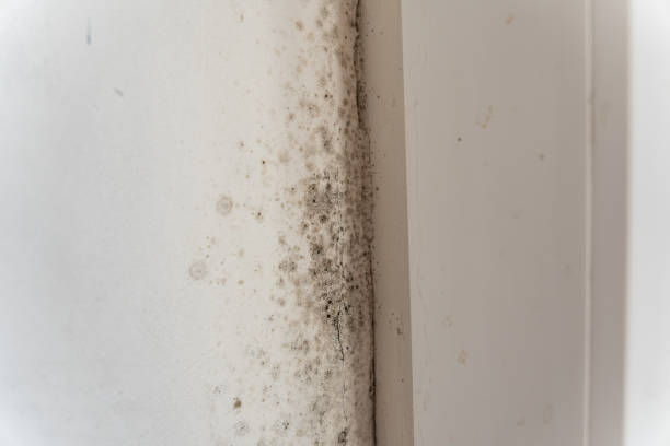 Best Crawl Space Mold Remediation  in Citrus Hills, FL