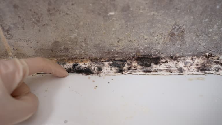 Best Real Estate Mold Inspection  in Citrus Hills, FL