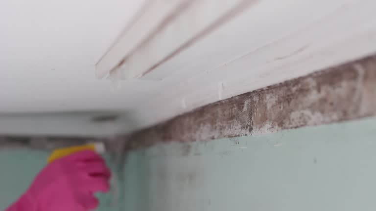 Best Airborne Mold Testing  in Citrus Hills, FL