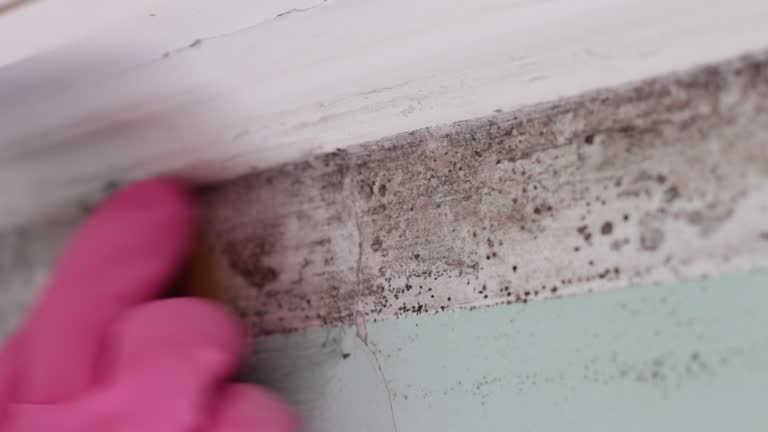 Best Industrial Mold Remediation  in Citrus Hills, FL